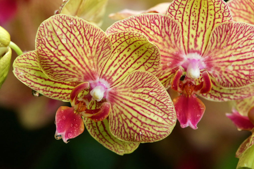 Orchidée du Botanic Gardens