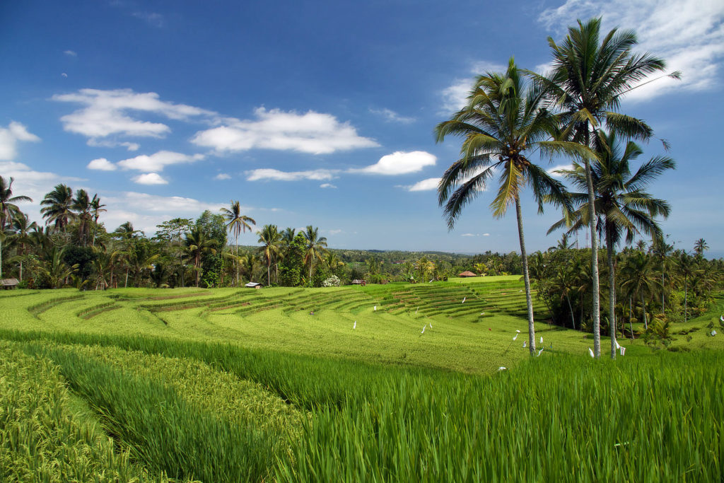 Belles rizières de Belimbing à Bali