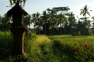 Rizières de Kelabangmoding à Bali