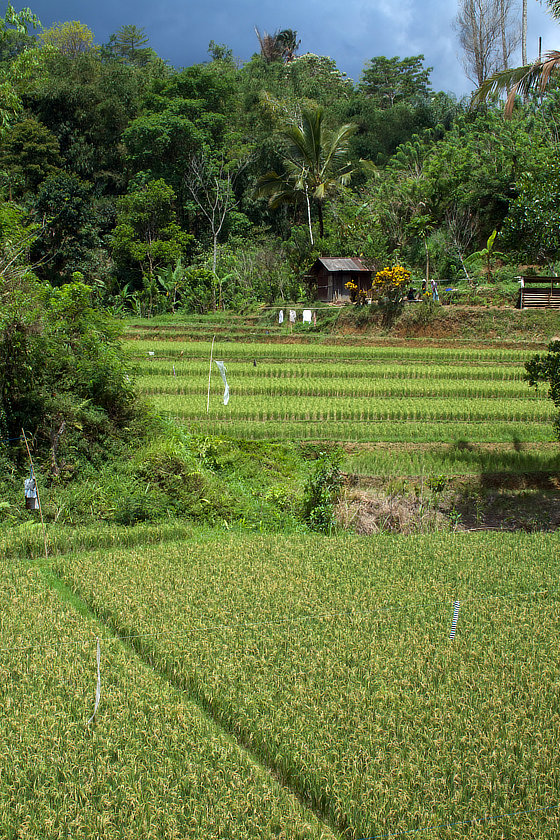 Une rizière de Pupuan à Bali
