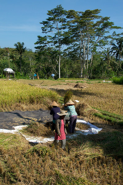 Travaux agricoles dans une rizière, Bali