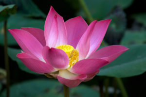 Ubud, fleur de lotus