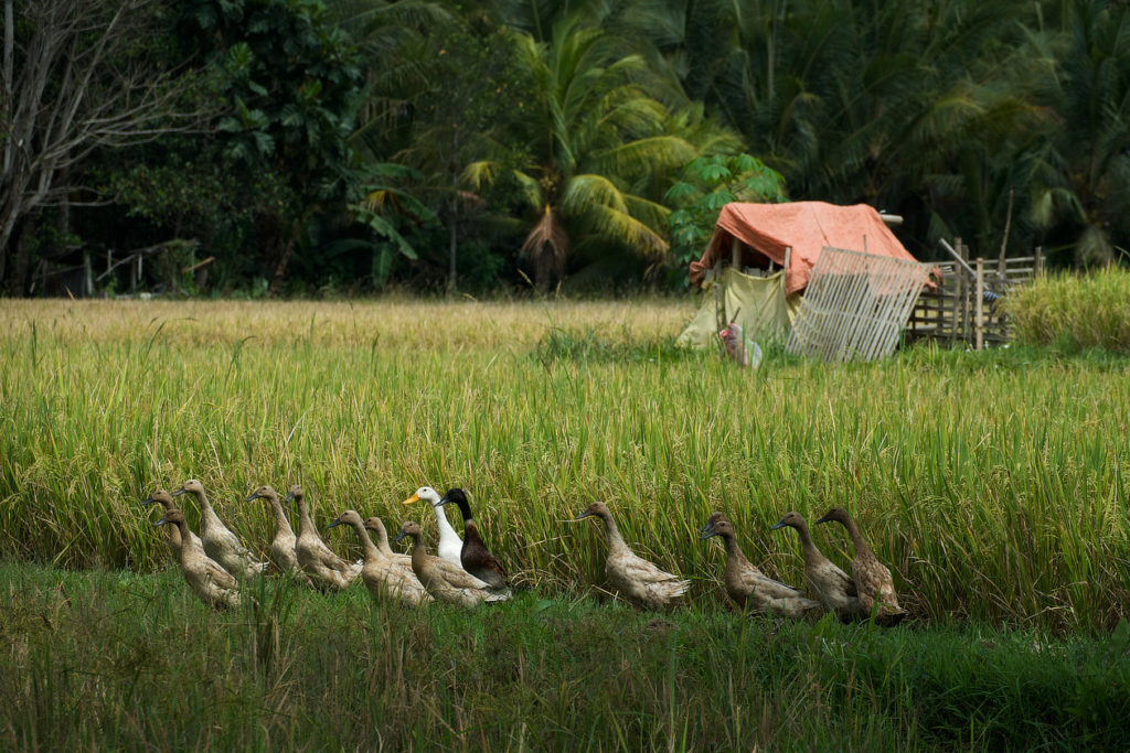 Bali, Troupeau de canards dans une rizière