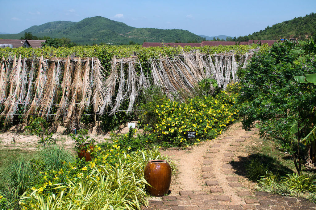 Plants de poivre à La Plantation près de Kampot