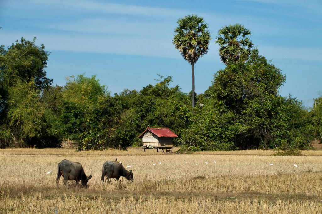 Buffles à Don Khong