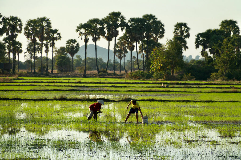Repiquage du riz à Don Khong