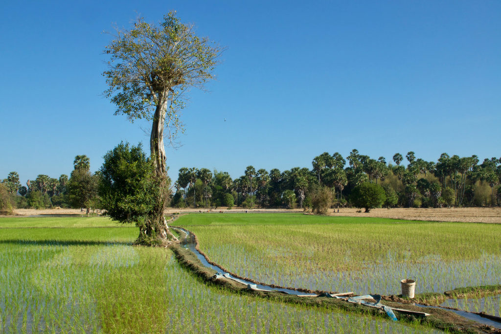 Rizières de Don Khong