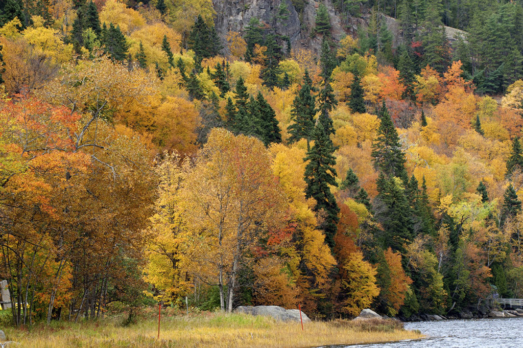 Forêt québécoise durant l'été indien