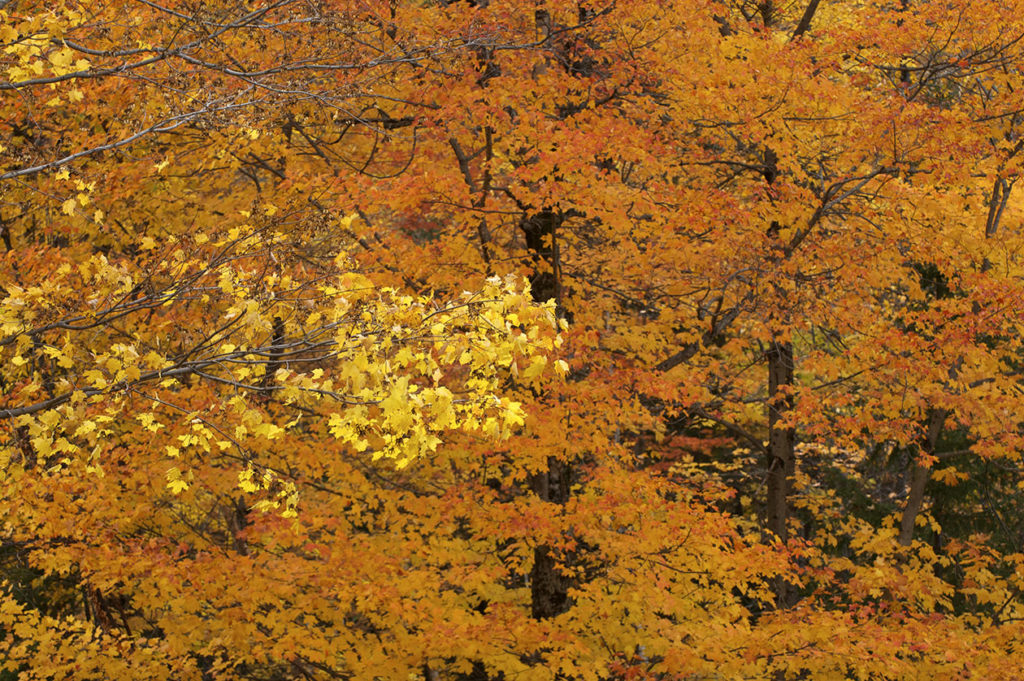 Forêt québécoise durant l'été indien