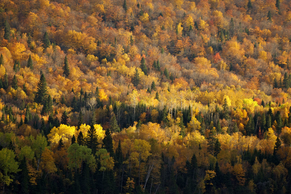 Forêt québécoise durant l'été indien