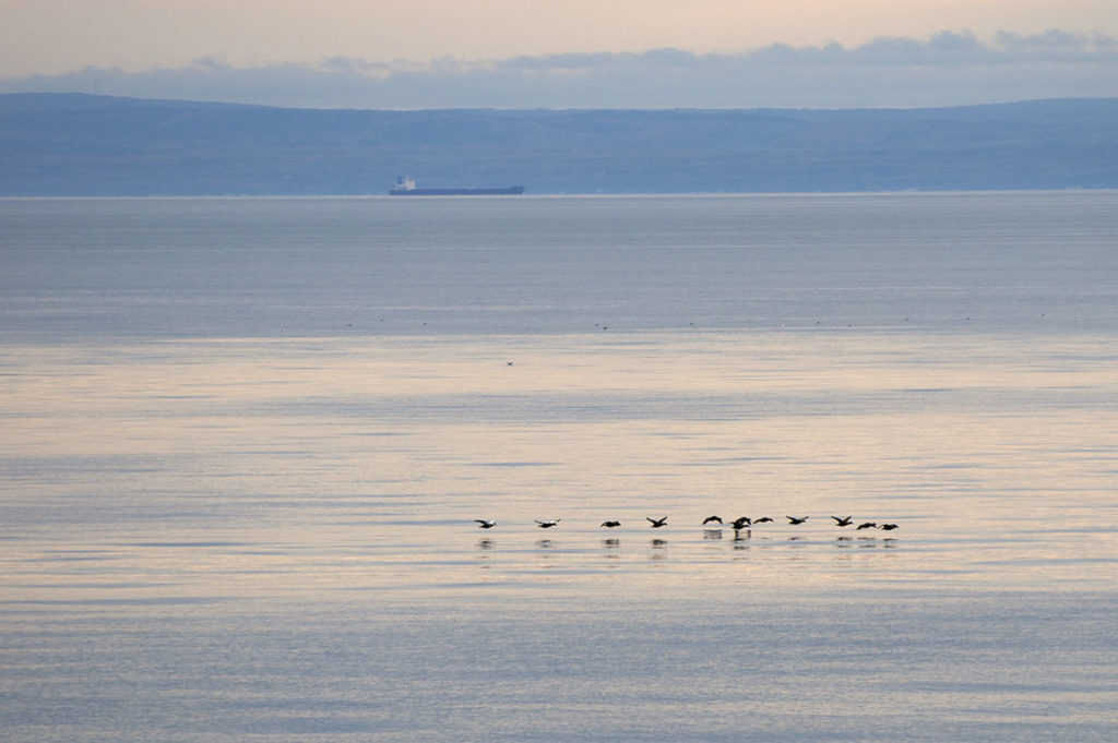 Vol de canards le matin au-dessus du Saint-Laurent