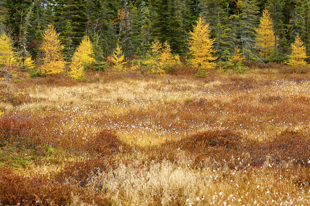 Campagne québécoise 
