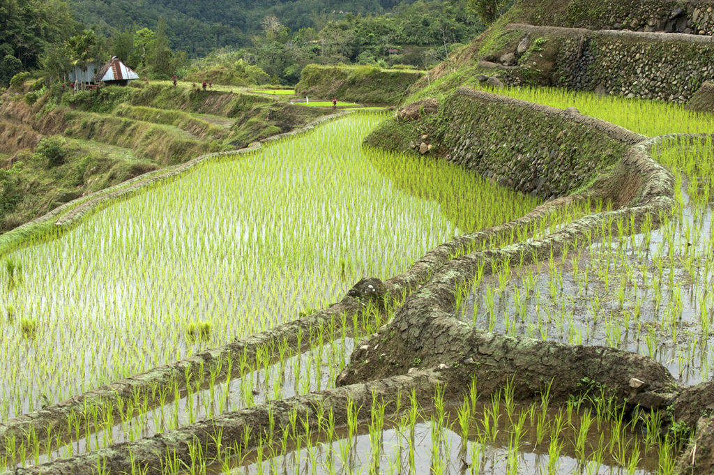 Rizières en terrasse de Banaue