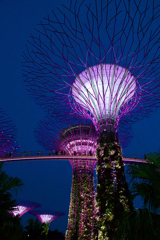 Les Supertrees le soir