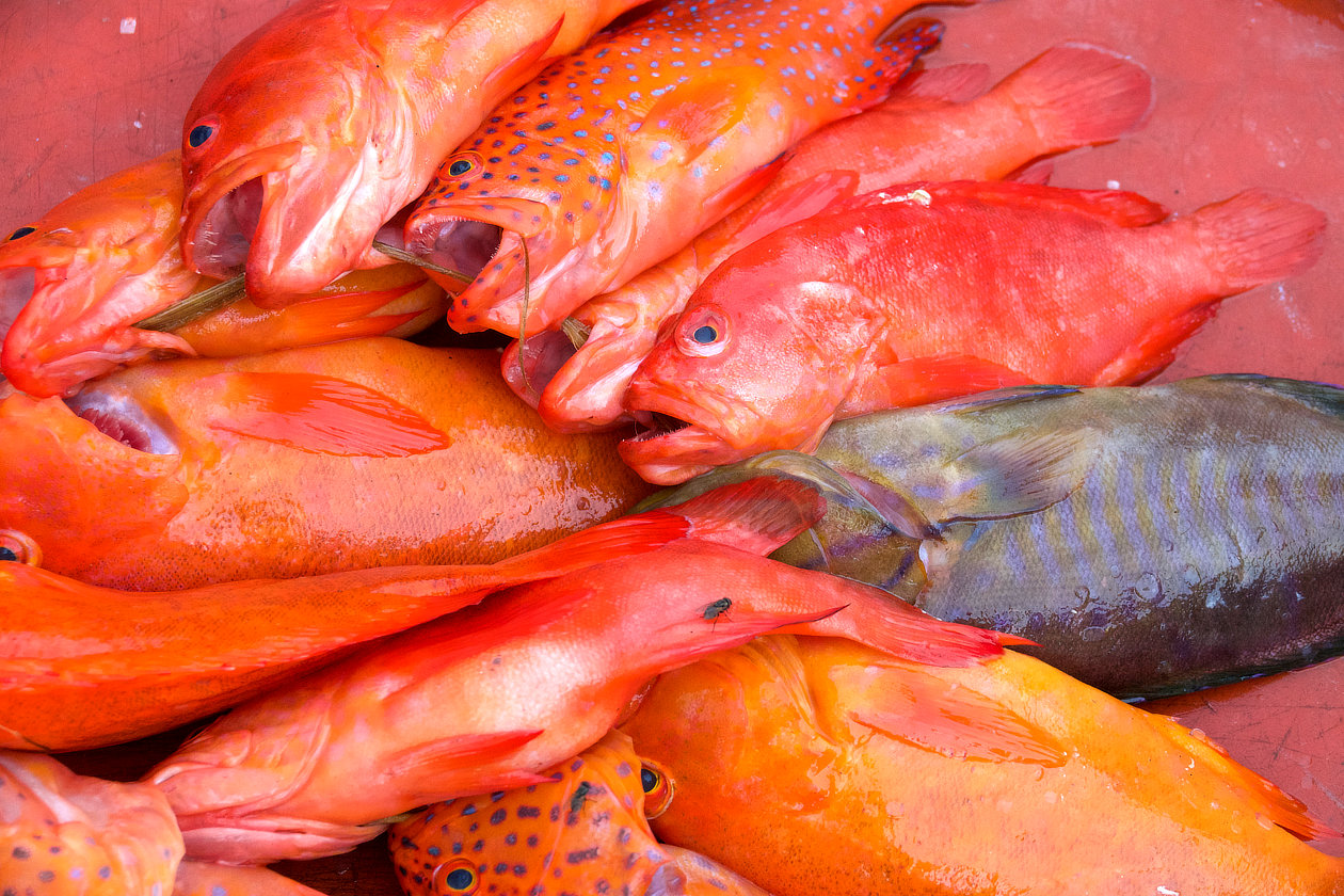Bandaneira,Indonésie,Moluques,poissons