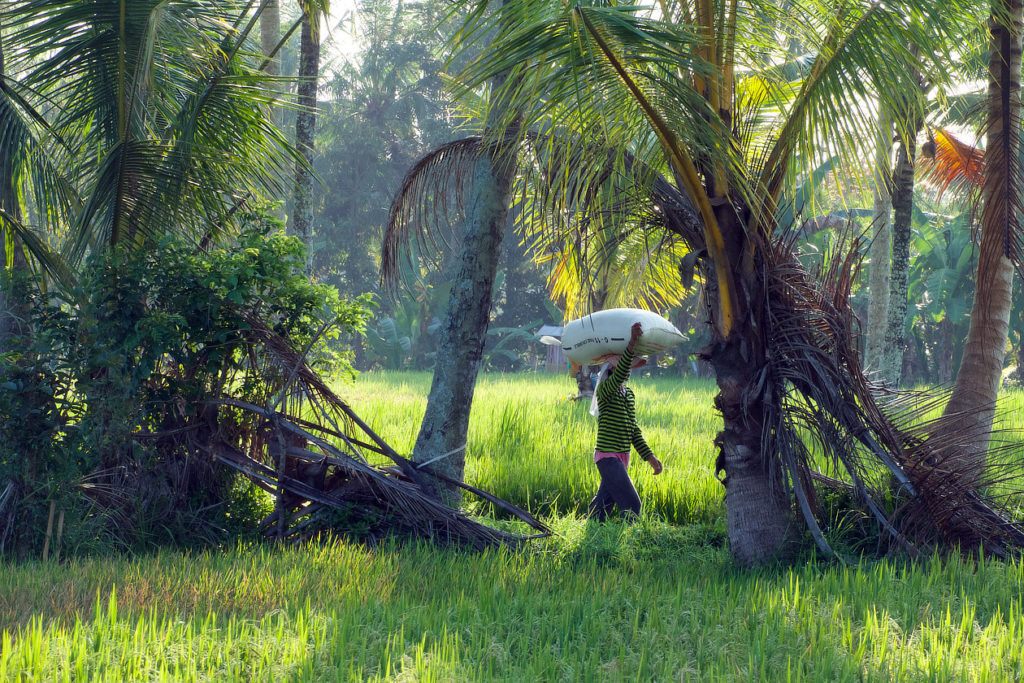 Travaux agricoles dans une rizière,Bali