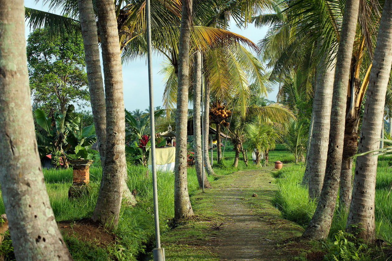 Dans la campagne d'Ubud