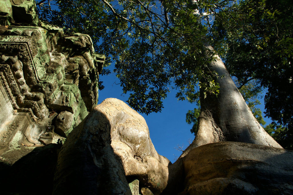 Racines et fromager dans le Ta Prohm