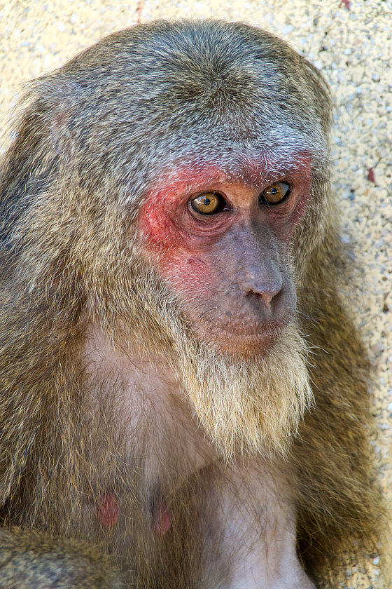 Singe dans un temple
