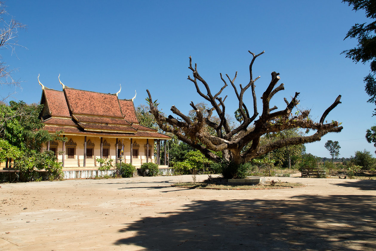Le temple et l'arbre de Sambor