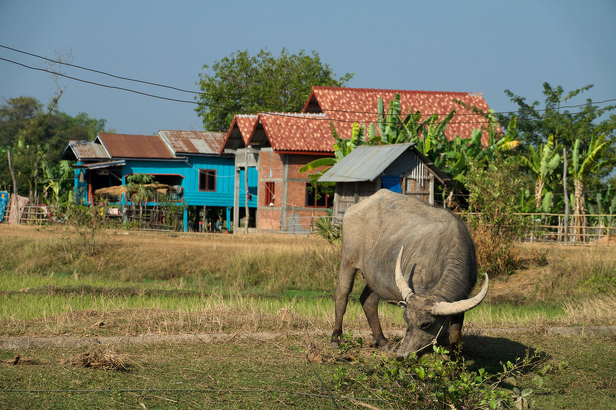 Buffle devant un hameau