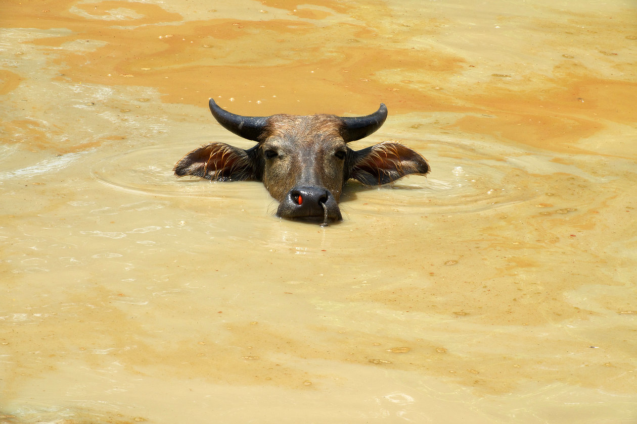 Buffle dans une mare boueuse de Ko Klang